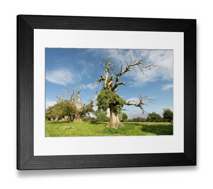 Framed Print : Veteran Sweet chestnut (Castanea sativa) trees planted in the formation of the Spanish Armada, Croft Castle, Herefordshire, England, UK. October