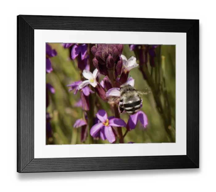Framed Print : Canary flower bee (Anthophora alluaudi) nectaring from Teide wallflower (Erysimum scoparium) flowers, Teide National Park, Tenerife, Canary Islands. May Framed Print : Canary flower bee (Anthophora alluaudi) nectaring from Teide wallflower (Erysimum scoparium) flowers, Teide National Park, Tenerife, Canary Islands. May