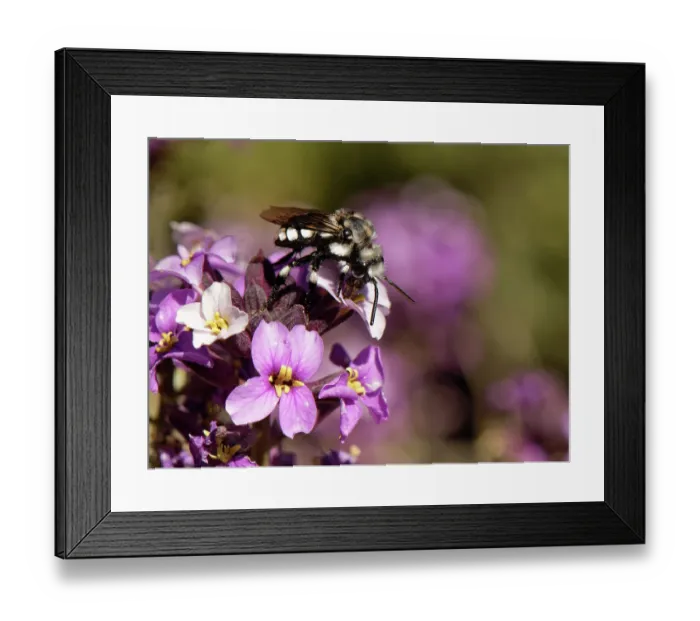 Framed Print : Cuckoo digger bee (Melecta curvispina) nectaring from Teide wallflower (Erysimum scoparium) flowers, Teide National Park, Tenerife, Canary Islands. May Framed Print : Cuckoo digger bee (Melecta curvispina) nectaring from Teide wallflower (Erysimum scoparium) flowers, Teide National Park, Tenerife, Canary Islands. May