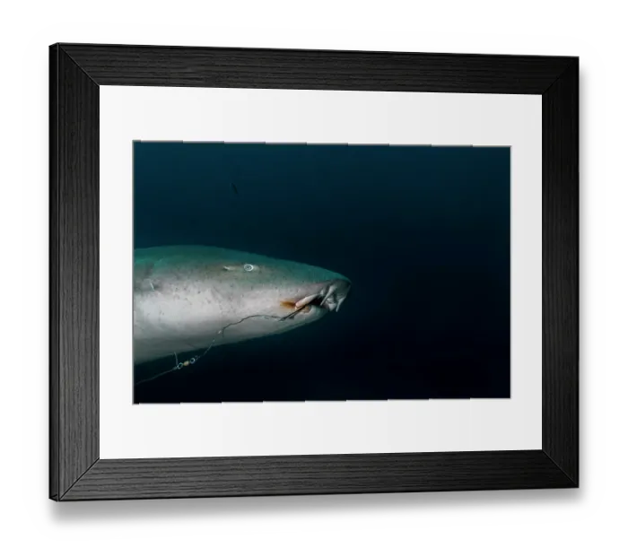 Framed Print : Tawny nurse shark (Nebrius ferrugineus) with a fishing hook in its mouth, head portrait, Shark Reef Marine Reserve, Viti Levu, Fiji, Pacific Ocean Framed Print : Tawny nurse shark (Nebrius ferrugineus) with a fishing hook in its mouth, head portrait, Shark Reef Marine Reserve, Viti Levu, Fiji, Pacific Ocean