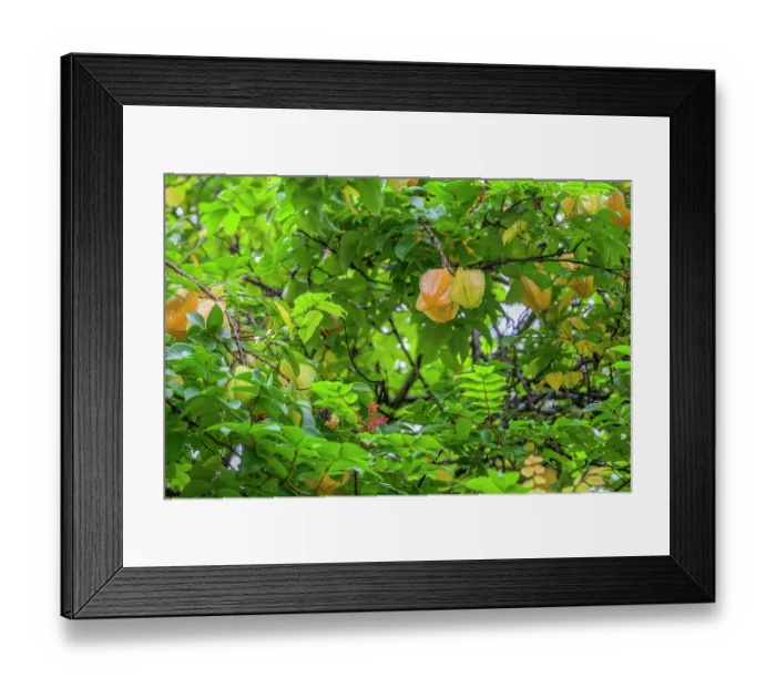 Framed Print : Starfruit (Averrhoa carambola) tree with yellow fruits, Loaua Island, New Ireland Province, Papua New Guinea Framed Print : Starfruit (Averrhoa carambola) tree with yellow fruits, Loaua Island, New Ireland Province, Papua New Guinea