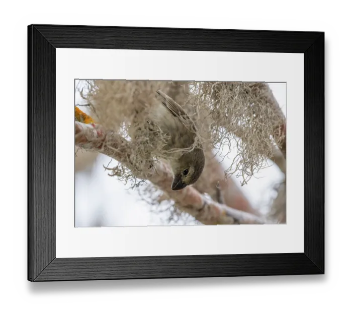 Framed Print : Darwin's large tree finch (Camarhynchus psittacula) breeding adult (black beak) Framed Print : Darwin's large tree finch (Camarhynchus psittacula) breeding adult (black beak)