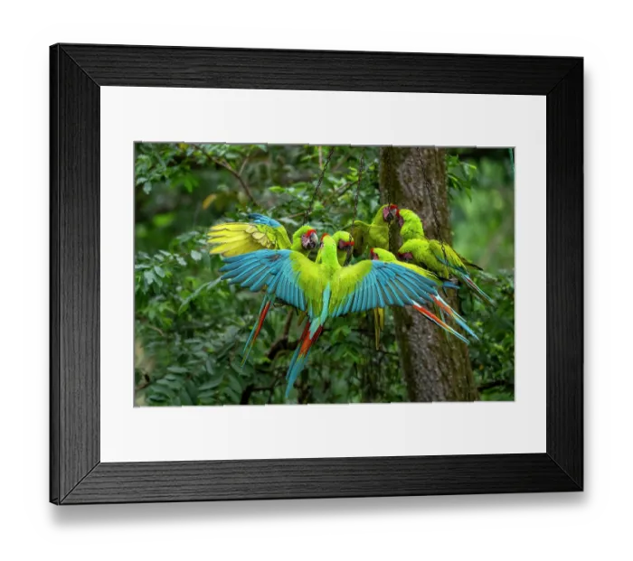 Framed Print : Group of Great green macaws (Ara ambiguus) feeding at a platform where they get additional food to support them in the wild during the first years after release, Ara Manzanillo Framed Print : Group of Great green macaws (Ara ambiguus) feeding at a platform where they get additional food to support them in the wild during the first years after release, Ara Manzanillo