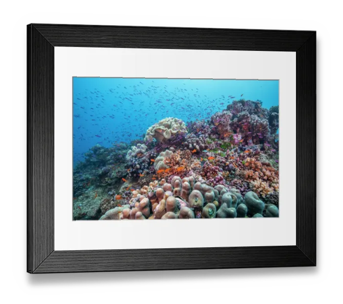 Framed Print : Schools of reef fish congregating at a coral bommie covered in hard and soft corals, Wakaya Marine Reserve, Wakaya Island, Lomaiviti Group, Fiji, Pacific Ocean Framed Print : Schools of reef fish congregating at a coral bommie covered in hard and soft corals, Wakaya Marine Reserve, Wakaya Island, Lomaiviti Group, Fiji, Pacific Ocean