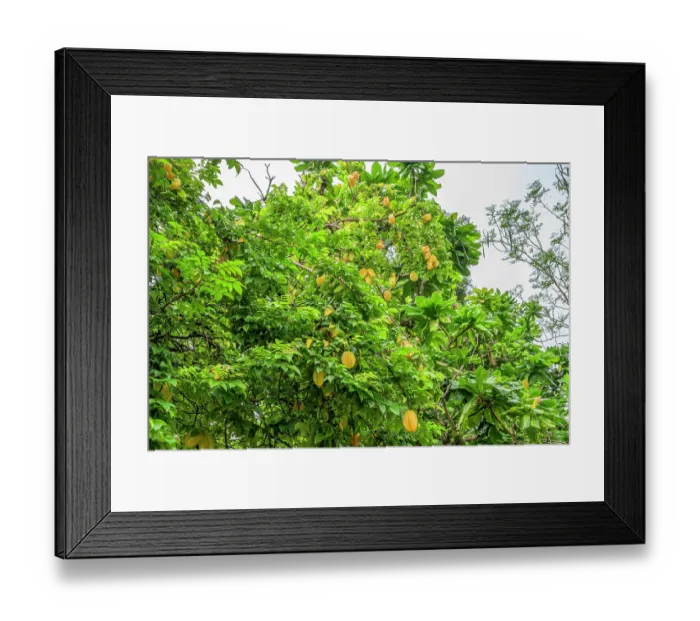 Framed Print : Starfruit (Averrhoa carambola) tree with yellow fruits, Loaua Island, New Ireland Province, Papua New Guinea Framed Print : Starfruit (Averrhoa carambola) tree with yellow fruits, Loaua Island, New Ireland Province, Papua New Guinea