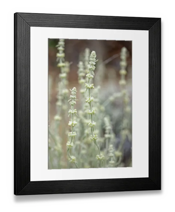 Framed Print : Mountain tea (Sideritis soluta) clump flowering on volcanic ash, El Portillo Botanical Garden, Teide National Park, Tenerife, Canary Islands. May Framed Print : Mountain tea (Sideritis soluta) clump flowering on volcanic ash, El Portillo Botanical Garden, Teide National Park, Tenerife, Canary Islands. May