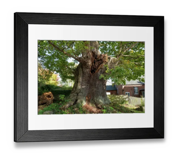 Framed Print : The Great Oak (Quercus robur), a hollow veteran tree with an 8 metre girth, Woodseave, Eardisley, Herefordshire, England, UK, November, 2023 Framed Print : The Great Oak (Quercus robur), a hollow veteran tree with an 8 metre girth, Woodseave, Eardisley, Herefordshire, England, UK, November, 2023