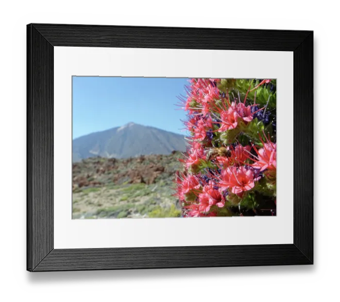 Framed Print : Honey bee (Apis mellifera) nectaring from Mount Teide bugloss (Echium wildpretii) flowers with El Teide in the background, Teide National Park, Tenerife, Canary Islands. May