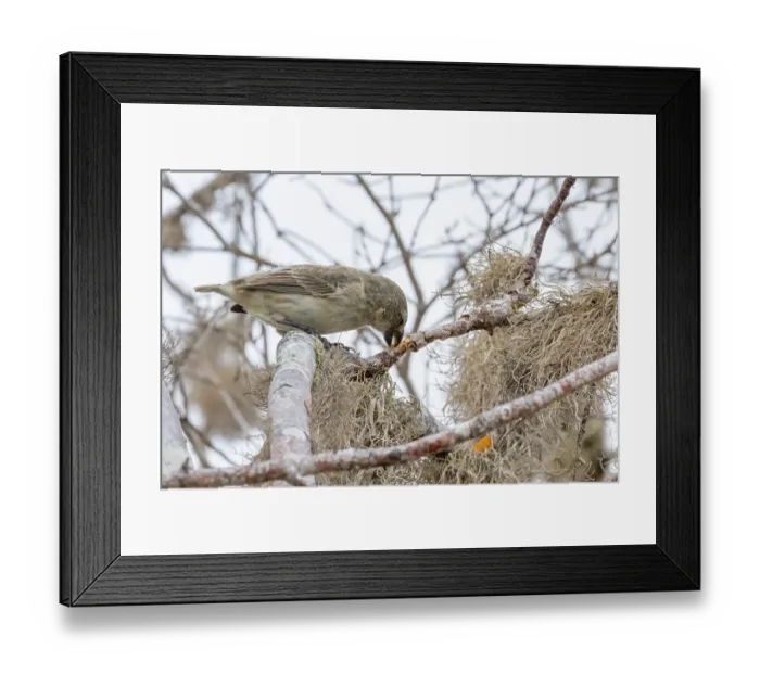 Framed Print : Darwin's large tree finch (Camarhynchus psittacula) breeding adult (black beak) Framed Print : Darwin's large tree finch (Camarhynchus psittacula) breeding adult (black beak)