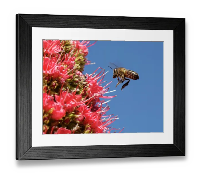 Framed Print : Honey bee (Apis mellifera) flying in to nectar from Mount Teide bugloss (Echium wildpretii) flowers, Teide National Park, Tenerife, Canary Islands. May Framed Print : Honey bee (Apis mellifera) flying in to nectar from Mount Teide bugloss (Echium wildpretii) flowers, Teide National Park, Tenerife, Canary Islands. May