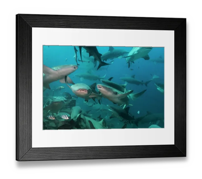 Framed Print : Group of Tawny nurse sharks (Nebrius ferrugineus) and Bull sharks (Carcharhinus leucas) congregating at baited dive site, Shark Reef Marine Reserve, Serua Province, Fiji