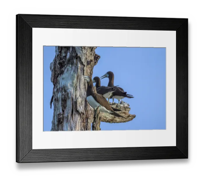 Framed Print : Group of Brown boobies (Sula leucogaster) perched on a dead tree, Tench Island, New Ireland Province, Papua New Guinea Framed Print : Group of Brown boobies (Sula leucogaster) perched on a dead tree, Tench Island, New Ireland Province, Papua New Guinea