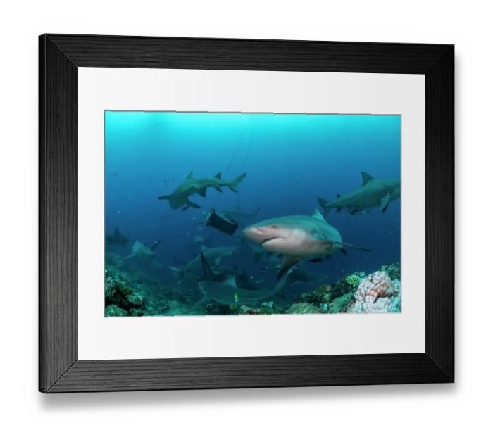 Framed Print : Group of Bull sharks (Carcharhinus leucas) swimming around a modified rubbish bin filled with tuna offcuts during a baited shark dive, Serua Province, Viti Levu, Fiji Framed Print : Group of Bull sharks (Carcharhinus leucas) swimming around a modified rubbish bin filled with tuna offcuts during a baited shark dive, Serua Province, Viti Levu, Fiji