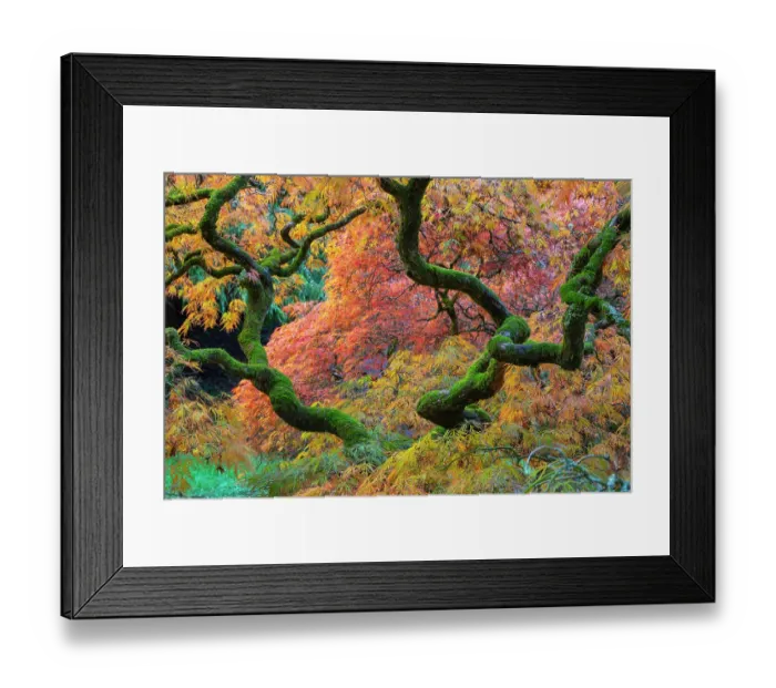 Framed Print : Japanese maple (Acer palmatum) trees aged 120 years, backlit in autumn light with polarizing filter. Ramster Gardens, Surrey, England, UK. October 2023 Framed Print : Japanese maple (Acer palmatum) trees aged 120 years, backlit in autumn light with polarizing filter. Ramster Gardens, Surrey, England, UK. October 2023