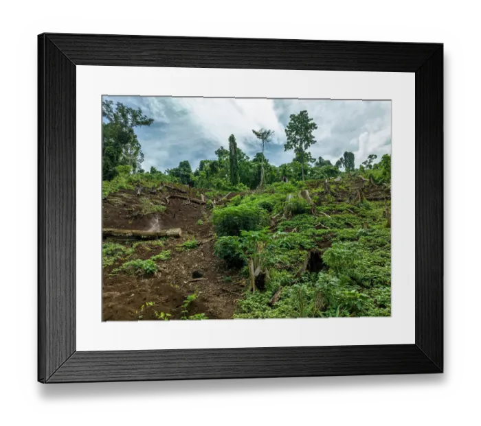 Framed Print : Felled trees at the edges of a local farm a community. As the community is expanding the farm, the trees are cut down to make way for growing vegetables Framed Print : Felled trees at the edges of a local farm a community. As the community is expanding the farm, the trees are cut down to make way for growing vegetables