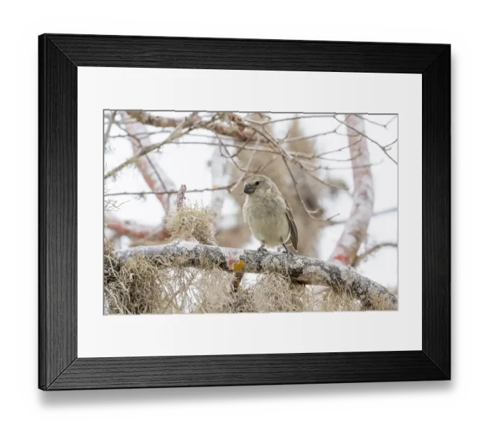Framed Print : Darwin's large tree finch (Camarhynchus psittacula) breeding adult (black beak), perched on branch, Santa Cruz Island, Galapagos Islands Framed Print : Darwin's large tree finch (Camarhynchus psittacula) breeding adult (black beak), perched on branch, Santa Cruz Island, Galapagos Islands