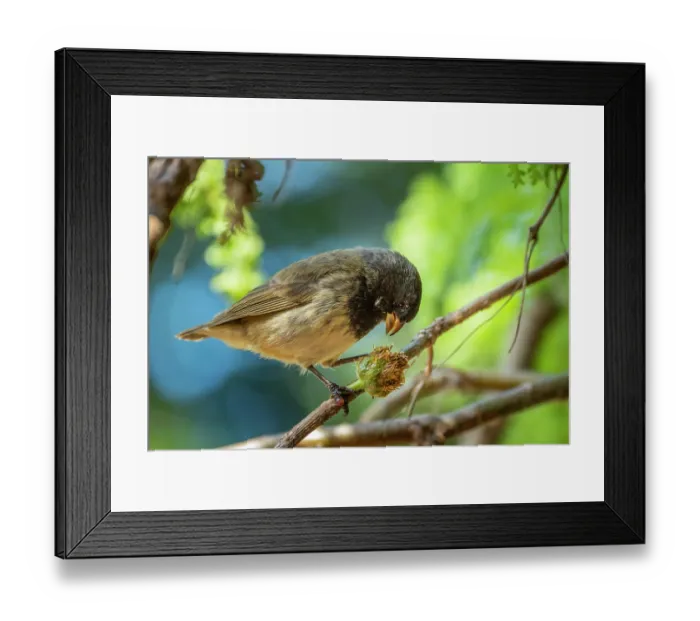 Framed Print : Darwin's small tree finch (Camarhynchus parvulus) male, feeding on Scalesia seed head in arid coastal vegetation, Santa Cruz Island, Galapagos Islands Framed Print : Darwin's small tree finch (Camarhynchus parvulus) male, feeding on Scalesia seed head in arid coastal vegetation, Santa Cruz Island, Galapagos Islands