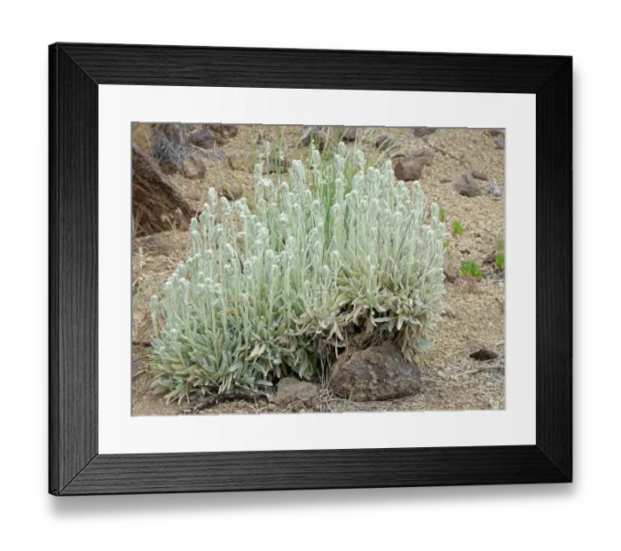 Framed Print : Mountain tea (Sideritis soluta) clump flowering on volcanic ash, El Portillo Botanical Garden, Teide National Park, Tenerife, Canary Islands. May Framed Print : Mountain tea (Sideritis soluta) clump flowering on volcanic ash, El Portillo Botanical Garden, Teide National Park, Tenerife, Canary Islands. May
