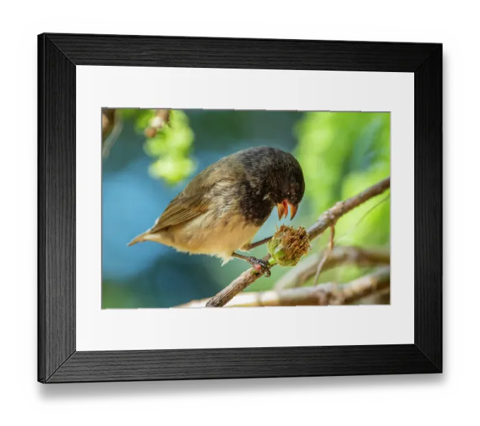 Framed Print : Darwin's small tree finch (Camarhynchus parvulus) male, feeding on Scalesia seed head in arid coastal vegetation, Santa Cruz Island, Galapagos Islands Framed Print : Darwin's small tree finch (Camarhynchus parvulus) male, feeding on Scalesia seed head in arid coastal vegetation, Santa Cruz Island, Galapagos Islands