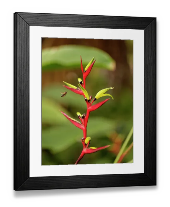 Framed Print : Honey bee (Apis mellifera) flying towars a Parrot flower (Heliconia psittacorum), Puerto de la Cruz Botanical Garden, Tenerife, Canary Islands. May Framed Print : Honey bee (Apis mellifera) flying towars a Parrot flower (Heliconia psittacorum), Puerto de la Cruz Botanical Garden, Tenerife, Canary Islands. May