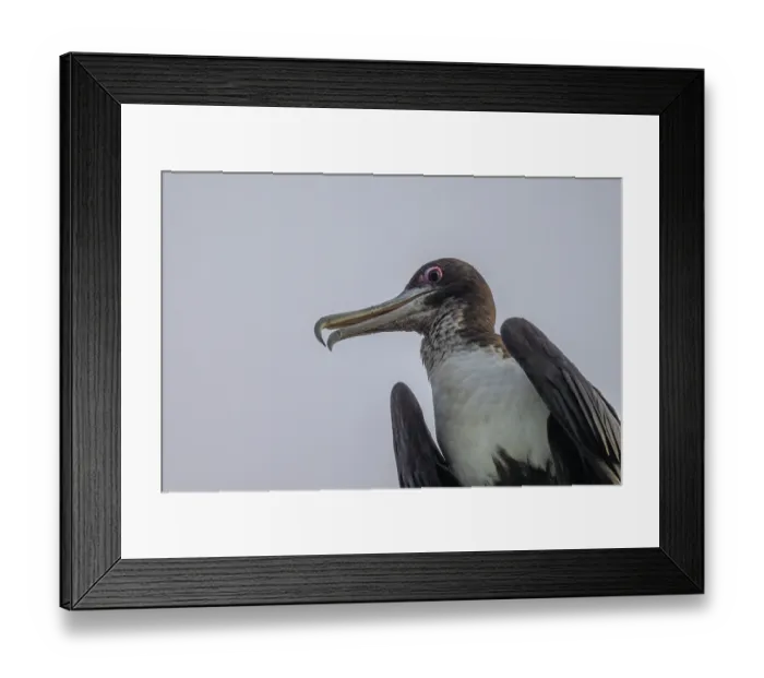 Framed Print : Great frigatebird (Fregata minor) portrait, Tench Island, New Ireland Province, Papua New Guinea Framed Print : Great frigatebird (Fregata minor) portrait, Tench Island, New Ireland Province, Papua New Guinea