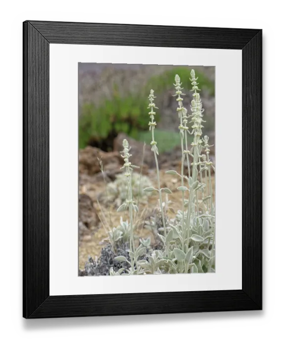Framed Print : Mountain tea (Sideritis soluta) clump flowering on volcanic ash, El Portillo Botanical Garden, Teide National Park, Tenerife, Canary Islands. May Framed Print : Mountain tea (Sideritis soluta) clump flowering on volcanic ash, El Portillo Botanical Garden, Teide National Park, Tenerife, Canary Islands. May