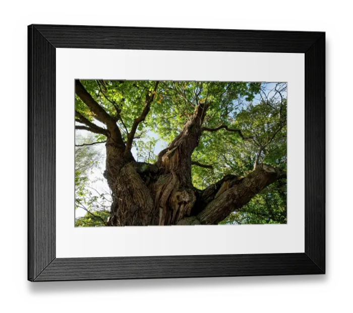Framed Print : The Great Oak (Quercus robur), a hollow veteran tree with an 8 metre girth, Woodseave, Eardisley, Herefordshire, England, UK, November, 2023 Framed Print : The Great Oak (Quercus robur), a hollow veteran tree with an 8 metre girth, Woodseave, Eardisley, Herefordshire, England, UK, November, 2023
