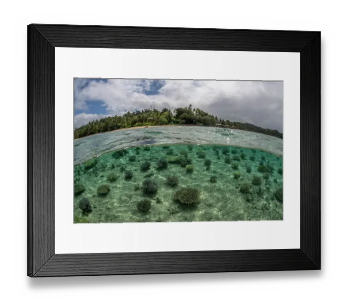Framed Print : Split level view of a coral nursery in shallow water run by Reef Explorer Fiji, a local NGO, near Votualalai, Coral Coast, Viti Levu, Fiji, Pacific Ocean. September, 2023