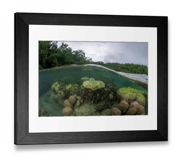 Framed Print : Split level view of hard corals surrounding the mangrove-fringed coastline of Tambapeava Island, Western Province, Solomon Islands Framed Print : Split level view of hard corals surrounding the mangrove-fringed coastline of Tambapeava Island, Western Province, Solomon Islands