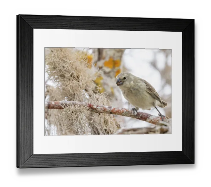 Framed Print : Darwin's large tree finch (Camarhynchus psittacula) breeding adult (black beak), perched on branch, Santa Cruz Island, Galapagos Islands Framed Print : Darwin's large tree finch (Camarhynchus psittacula) breeding adult (black beak), perched on branch, Santa Cruz Island, Galapagos Islands