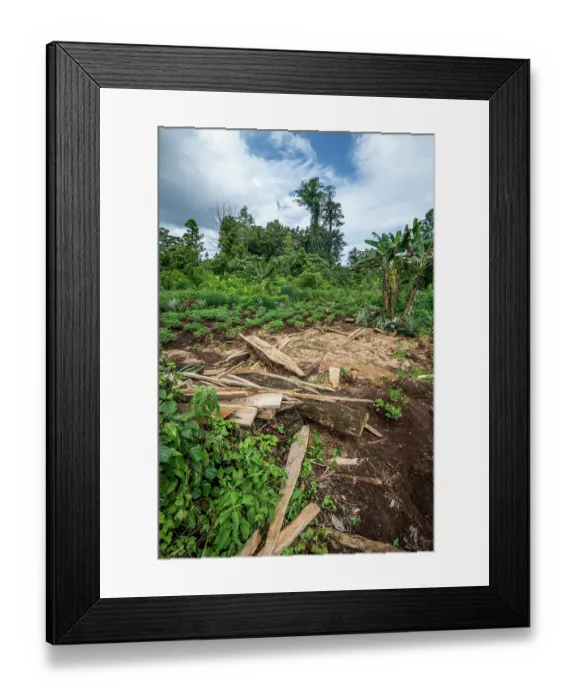 Framed Print : A small timber processing area on a farm near the Koarare Community, Kolombangara Island, Western Province, Solomon Islands. July, 2023 Framed Print : A small timber processing area on a farm near the Koarare Community, Kolombangara Island, Western Province, Solomon Islands. July, 2023