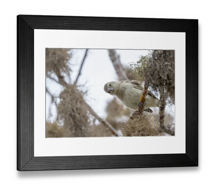 Framed Print : Darwin's large tree finch (Camarhynchus psittacula) breeding adult (black beak), perched on branch, Santa Cruz Island, Galapagos Islands Framed Print : Darwin's large tree finch (Camarhynchus psittacula) breeding adult (black beak), perched on branch, Santa Cruz Island, Galapagos Islands