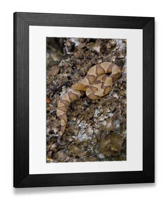 Framed Print : Northern copperhead (Agkistrodon contortrix mokasen) gravid female, basking, Maryland, USA. August Framed Print : Northern copperhead (Agkistrodon contortrix mokasen) gravid female, basking, Maryland, USA. August