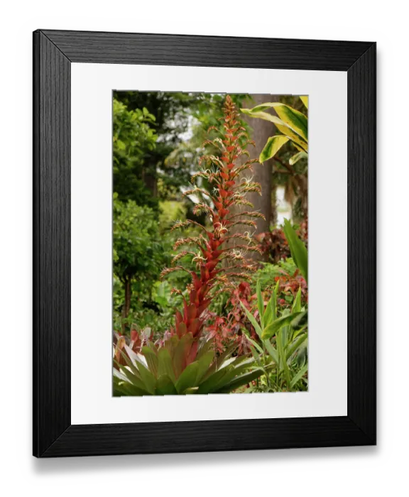 Framed Print : Imperial bromeliad (Alcantarea imperialis) a rare giant bromeliad from Brazil, in flower, Puerto de la Cruz Botanical Garden, Tenerife, Canary Islands. May Framed Print : Imperial bromeliad (Alcantarea imperialis) a rare giant bromeliad from Brazil, in flower, Puerto de la Cruz Botanical Garden, Tenerife, Canary Islands. May