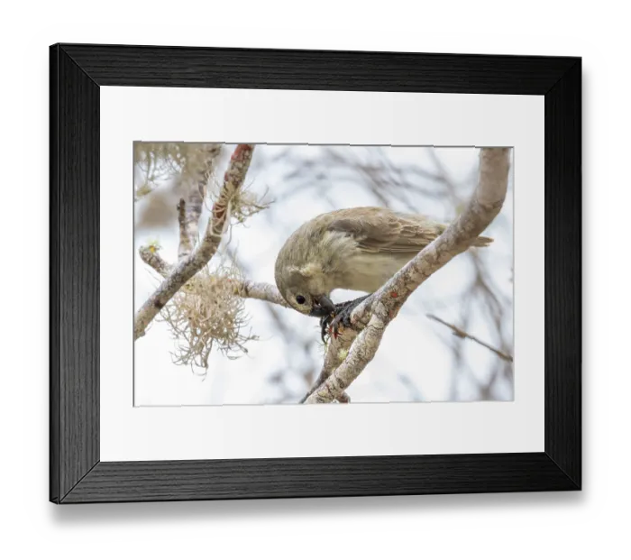 Framed Print : Darwin's large tree finch (Camarhynchus psittacula) breeding adult (black beak) Framed Print : Darwin's large tree finch (Camarhynchus psittacula) breeding adult (black beak)