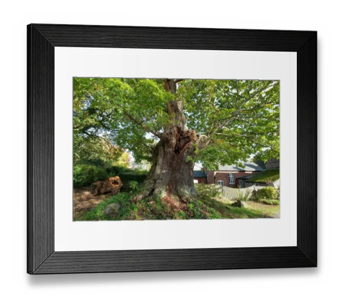 Framed Print : The Great Oak (Quercus robur), a hollow veteran tree with an 8 metre girth, Woodseave, Eardisley, Herefordshire, England, UK, November, 2023 Framed Print : The Great Oak (Quercus robur), a hollow veteran tree with an 8 metre girth, Woodseave, Eardisley, Herefordshire, England, UK, November, 2023
