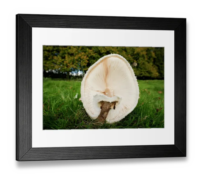 Framed Print : Parasol mushroom (Macrolepiota procera) with weakened stipe displaying the gills and veil, Croft Castle estate, Herefordshire, England, UK. October Framed Print : Parasol mushroom (Macrolepiota procera) with weakened stipe displaying the gills and veil, Croft Castle estate, Herefordshire, England, UK. October