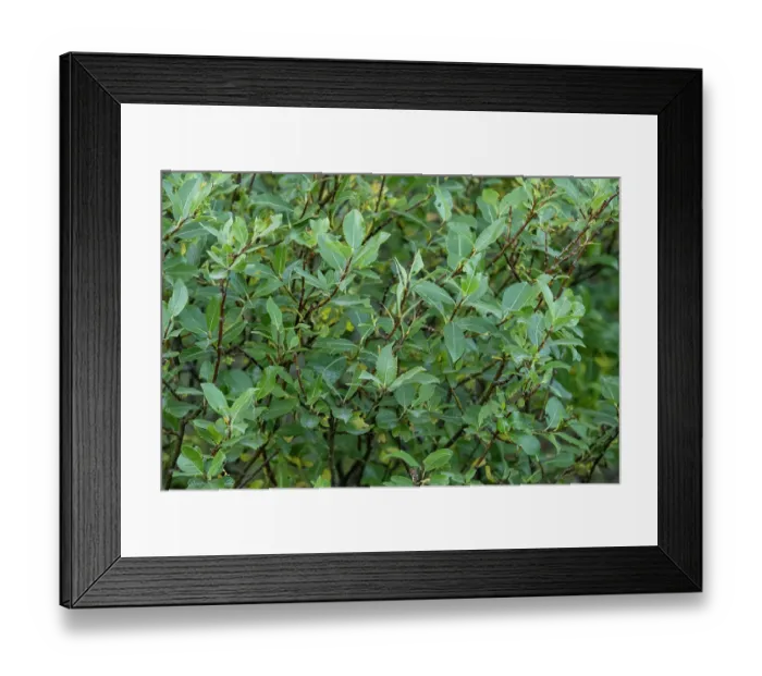 Framed Print : Tea-leaf willow (Salix phylicifolia) leaves and twigs, Thingvellir National Park, Iceland. September Framed Print : Tea-leaf willow (Salix phylicifolia) leaves and twigs, Thingvellir National Park, Iceland. September