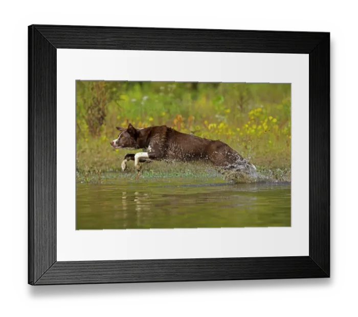 Framed Print : Chocolate border collie leaping through water, Maryland, USA. September Framed Print : Chocolate border collie leaping through water, Maryland, USA. September