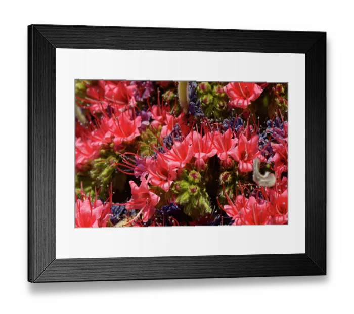 Framed Print : Mount Teide bugloss (Echium wildpretii) in flower, close up, Teide National Park, Tenerife, Canary Islands. May Framed Print : Mount Teide bugloss (Echium wildpretii) in flower, close up, Teide National Park, Tenerife, Canary Islands. May