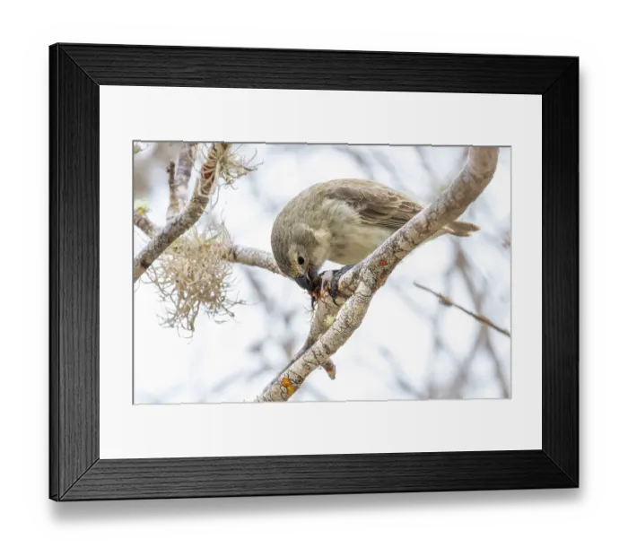 Framed Print : Darwin's large tree finch (Camarhynchus psittacula) breeding adult (black beak) Framed Print : Darwin's large tree finch (Camarhynchus psittacula) breeding adult (black beak)