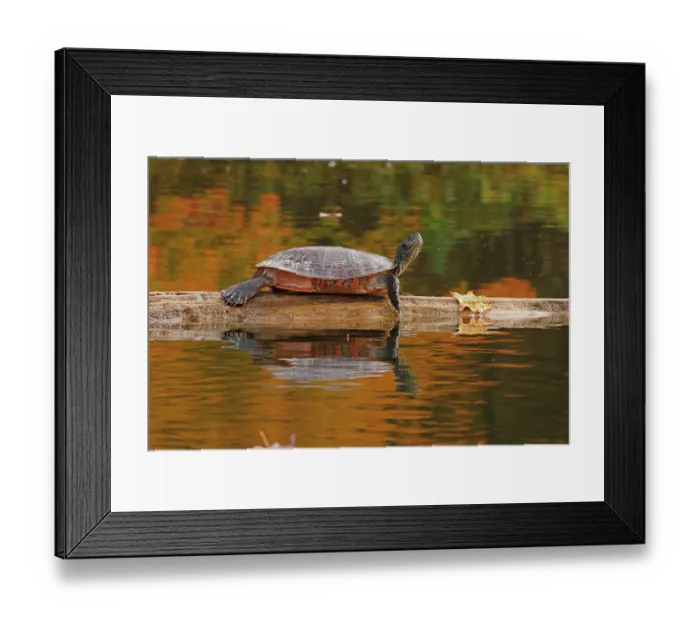 Framed Print : Northern red-bellied turtle (Pseudemys rubriventris) basking on log over water, Maryland, USA. October Framed Print : Northern red-bellied turtle (Pseudemys rubriventris) basking on log over water, Maryland, USA. October