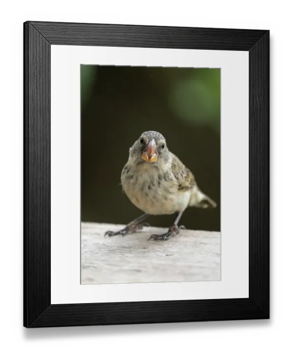 Framed Print : Darwin's large tree finch (Camarhynchus psittacula) portrait, Galapagos Islands Framed Print : Darwin's large tree finch (Camarhynchus psittacula) portrait, Galapagos Islands