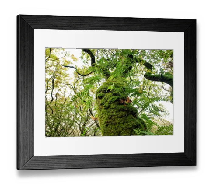 Framed Print : Temperate rainforest with Sessile oak (Quercus petraea) covered in moss and lichen with Common polypody (Polypodium vulgare) fern, Coed Ty Canol National Nature Reserve Framed Print : Temperate rainforest with Sessile oak (Quercus petraea) covered in moss and lichen with Common polypody (Polypodium vulgare) fern, Coed Ty Canol National Nature Reserve