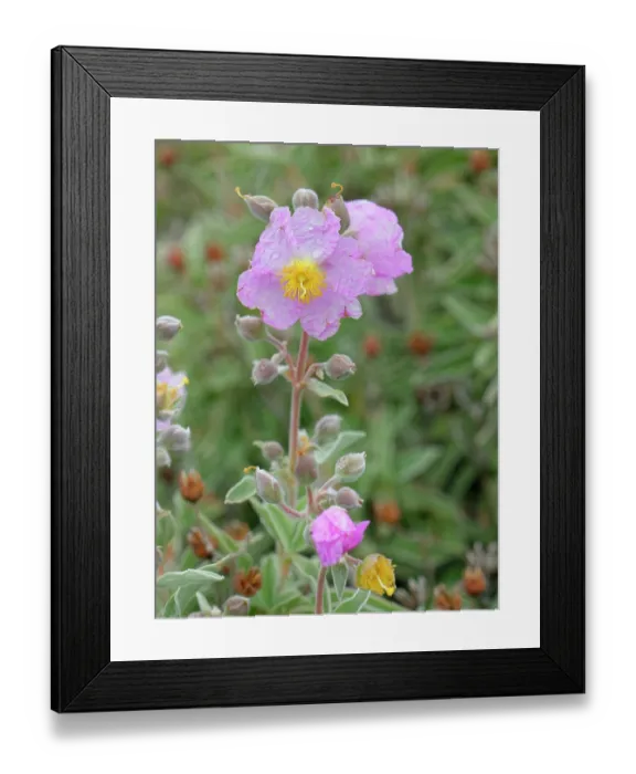 Framed Print : Pine forest cistus (Cistus symphytifolius) in flower, El Portillo Botanical Garden, Teide National Park, Tenerife, Canary Islands. May Framed Print : Pine forest cistus (Cistus symphytifolius) in flower, El Portillo Botanical Garden, Teide National Park, Tenerife, Canary Islands. May