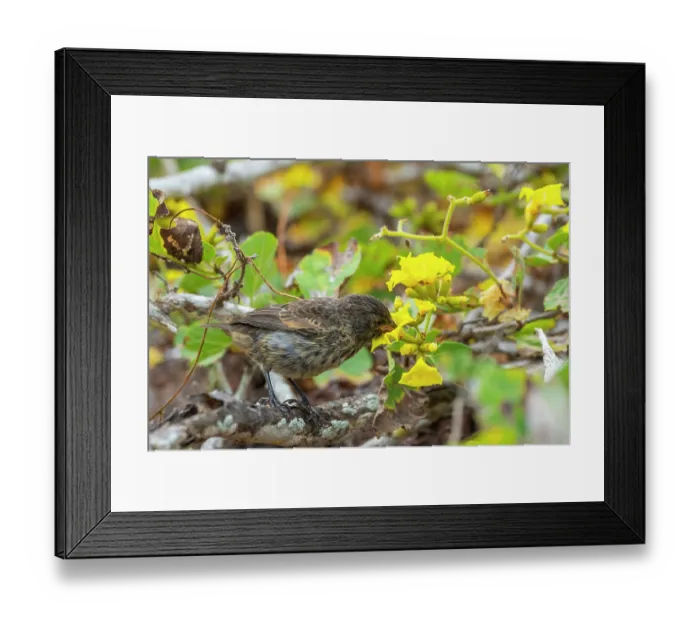 Framed Print : Darwin's Genovesa ground finch (Geospiza acutirostris) feeding on Yellow cordia (Cordia lutea) flower, Genovesa Island, Galapagos Islands Framed Print : Darwin's Genovesa ground finch (Geospiza acutirostris) feeding on Yellow cordia (Cordia lutea) flower, Genovesa Island, Galapagos Islands