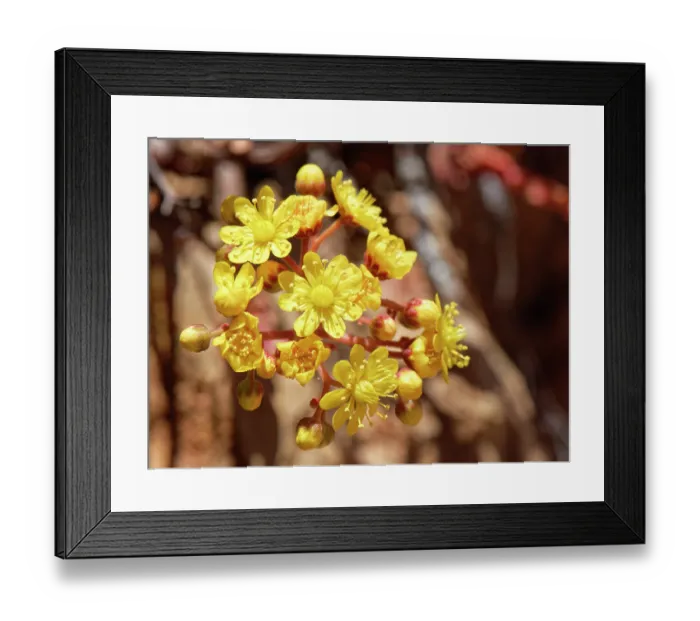Framed Print : Spoon-leaved houseleek (Aeonium spathulatum) flowering among rocks above 2100m, Teide National Park, Tenerife, Canary Islands. May Framed Print : Spoon-leaved houseleek (Aeonium spathulatum) flowering among rocks above 2100m, Teide National Park, Tenerife, Canary Islands. May