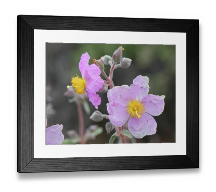 Framed Print : Pine forest cistus (Cistus symphytifolius) in flower, El Portillo Botanical Garden, Teide National Park, Tenerife, Canary Islands. May Framed Print : Pine forest cistus (Cistus symphytifolius) in flower, El Portillo Botanical Garden, Teide National Park, Tenerife, Canary Islands. May