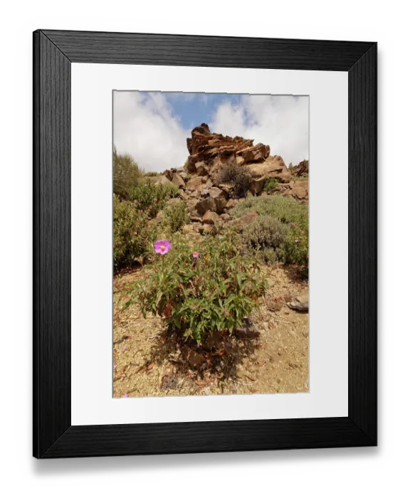 Framed Print : Pine forest cistus (Cistus symphytifolius) in flower El Portillo Botanical Garden, Teide National Park, Tenerife, Canary Islands. May Framed Print : Pine forest cistus (Cistus symphytifolius) in flower El Portillo Botanical Garden, Teide National Park, Tenerife, Canary Islands. May