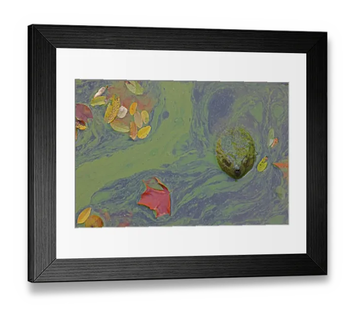 Framed Print : Snapping turtle (Chelydra serpentina) with head above water surface in blue green algal bloom (Woronichinia naegeliana). The microcystin produced is toxic to wildlife and humans Framed Print : Snapping turtle (Chelydra serpentina) with head above water surface in blue green algal bloom (Woronichinia naegeliana). The microcystin produced is toxic to wildlife and humans